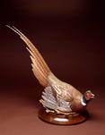 Ring-neck Pheasant